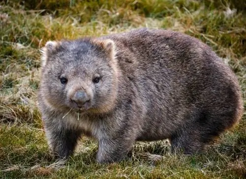 Gør Wombats gode kæledyr? Hvad du behøver at vide