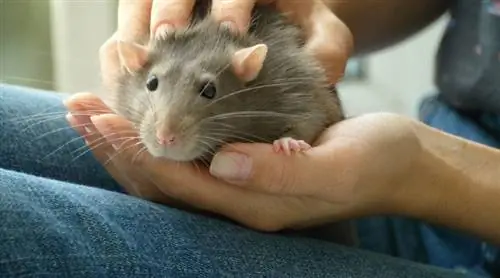 Chuột có ăn được khoai tây không? Những gì bạn cần biết