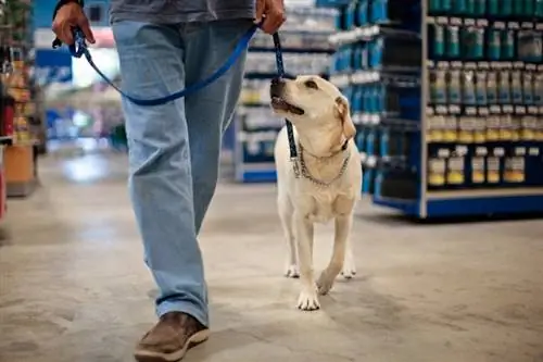 آیا سگ ها و سایر حیوانات خانگی در PetSmart مجاز هستند؟ 2023 سیاست حیوانات خانگی در فروشگاه