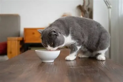 10 Pinakamahusay na Liquid Cat Food sa 2023: Mga Review & Mga Nangungunang Pinili