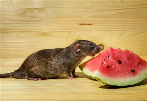 Ali lahko podgane jedo lubenico? Kaj morate vedeti