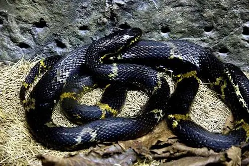 28 Snakes Pom hauv Iowa (nrog duab)