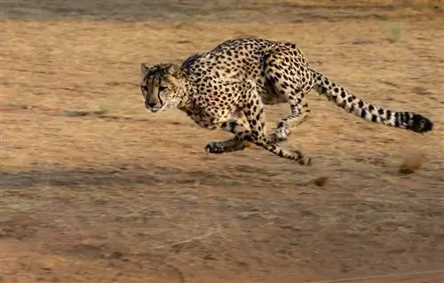 Blir geparder gode kjæledyr? Alt du trenger å vite
