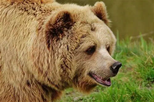 آیا خرس ها حیوانات خانگی خوبی می سازند؟ تمام آنچه نیاز است بدانید
