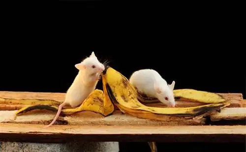Ali lahko miši jedo banane? Kaj morate vedeti