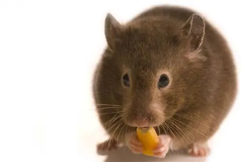 Kan rotter spise majs? Hvad du behøver at vide