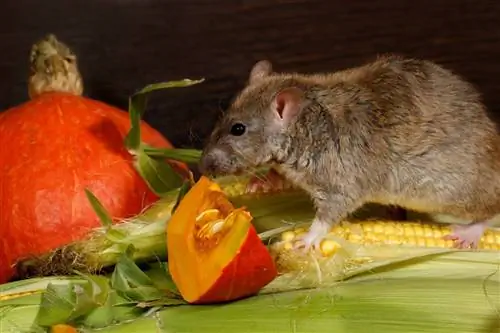 Ratos podem comer abóbora? O que você precisa saber