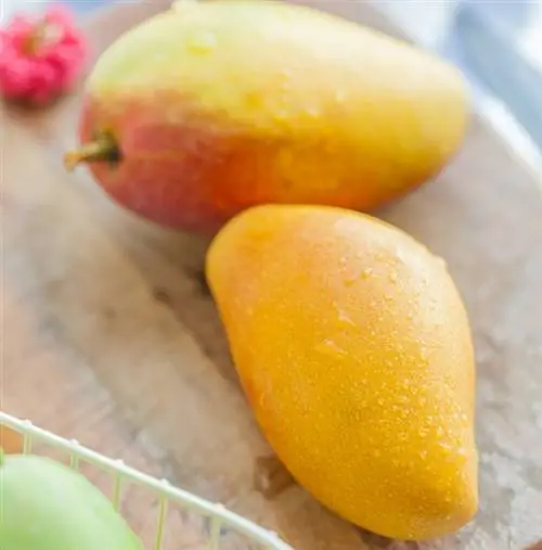 Kan rotter spise mango? Hvad du behøver at vide