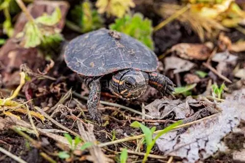 Koliko dugo kornjače mogu izdržati bez vode? Veterinar pregledao činjenice