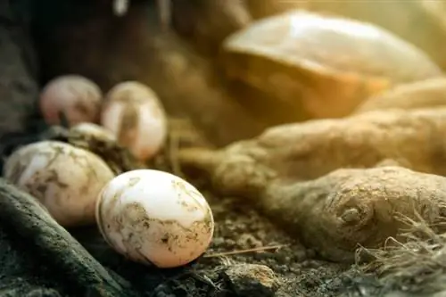 Как да се грижим за яйце на костенурка: Ръководство за начинаещи (със снимки)