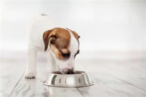 11 بهترین غذای کنسرو شده & توله سگ مرطوب در سال 2023 – نظرات & بهترین انتخاب