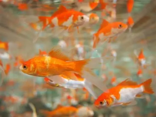सुनहरी मछली का प्रजनन कैसे करें: 8 युक्तियाँ & सफल प्रजनन के लिए युक्तियाँ