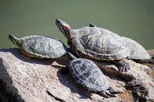12 gatunków żółwi domowych, które pozostają małe (ze zdjęciami)
