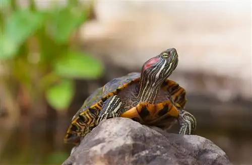 Paano Pangalagaan ang Red-Eared Slider Turtles: Care Sheet & Guide 2023
