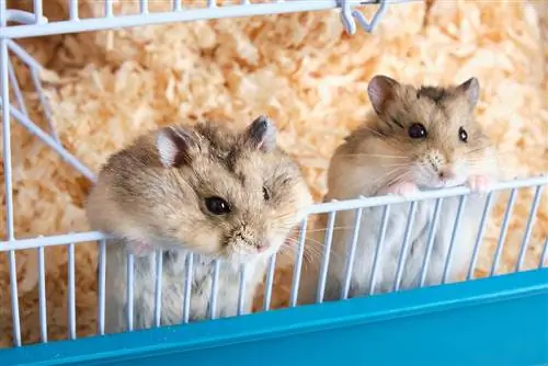 Hvilke hamsterraser kan leve sammen? Kompatibilitetsguide