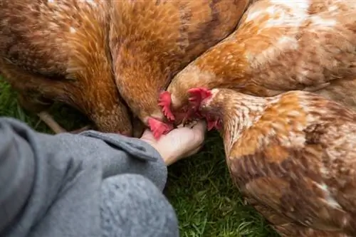 30 Այլընտրանքային կերակրման տարբերակներ հավերի համար. տանը հայտնաբերված իրեր