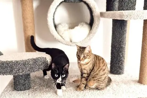 15 races de chats qui s'entendent bien avec d'autres chats (avec photos)