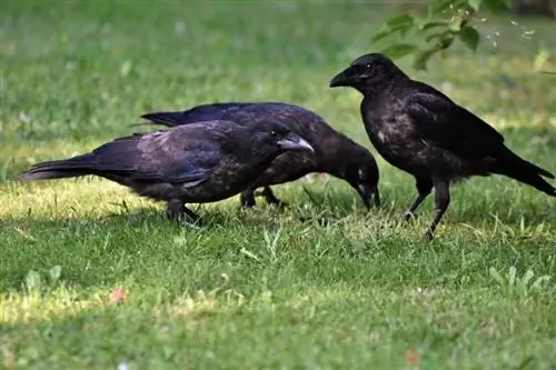 Zijn kraaien & Raven geweldige huisdieren? Temperament & Eigenschappen