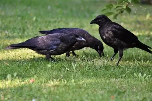 Les corbeaux & font-ils de grands animaux de compagnie ? Tempérament & Traits