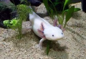 6 mejores filtros para tanques Axolotl en 2023 – Reseñas & Mejores selecciones