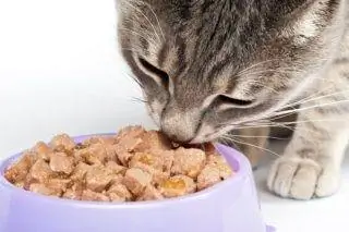 10 بهترین غذای گربه مرطوب در سال 2023 – نظرات & انتخاب برتر