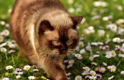7 populiariausios rudos kačių veislės (su nuotraukomis)