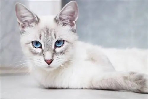 Die 14 schönsten Katzenrassen, die Sie lieben werden (mit Bildern)