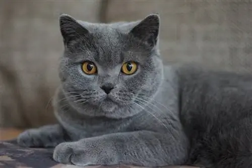 11 najpopularnijih pasmina sivih mačaka (sa slikama)