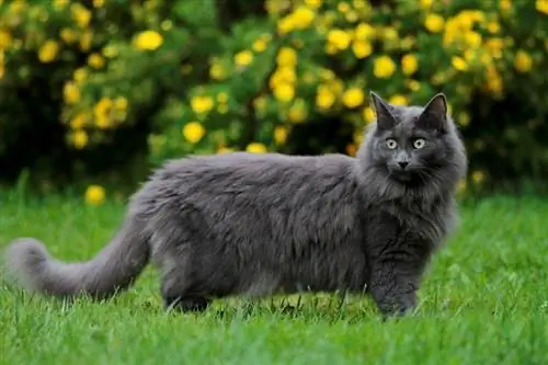 10 пухкави породи котки, които ще харесате (със снимки)