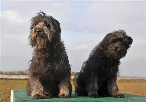 Top 13 Cattle Dogs: Rasinfo & Beschrijvingen (met afbeeldingen)