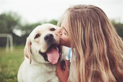 10 bedste hunderacer med følelsesmæssig støtte: Beskrivelser & Træk (med billeder)