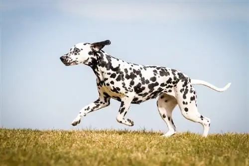 Top 10 der schnellsten Hunderassen der Welt (mit Bildern & Info)