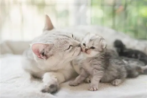 Kan kattunger bli født med dager fra hverandre? Veterinærgodkjente fakta
