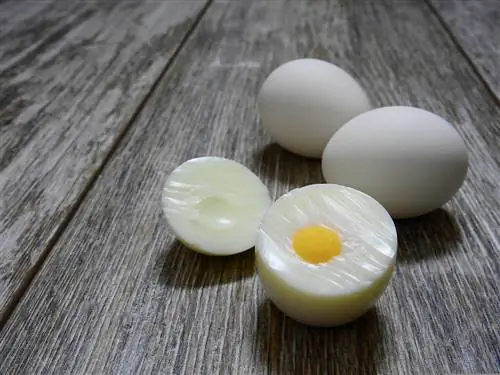 Pişiklər yumurta yeyə bilərmi? Baytar tərəfindən təsdiqlənmiş faktlar & FAQ