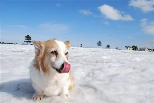 Արդյո՞ք Corgis-ը սիրում է ցուրտ եղանակ: Նրանք սիրում են ձյուն?