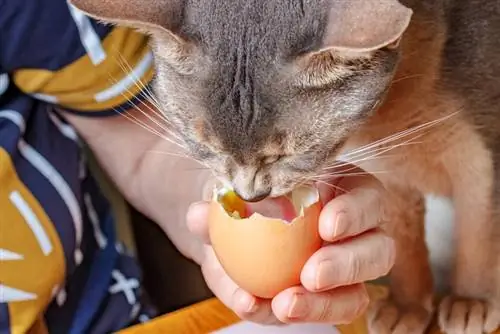 Wie man Eier für Katzen kocht: Vom Tierarzt anerkannte Rezepte