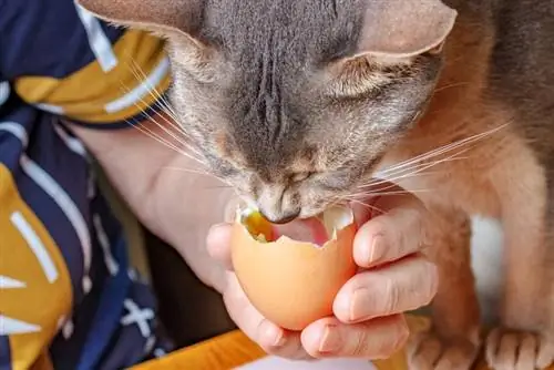 Kako kuhati jaja za mačke: Recepti odobreni od veterinara