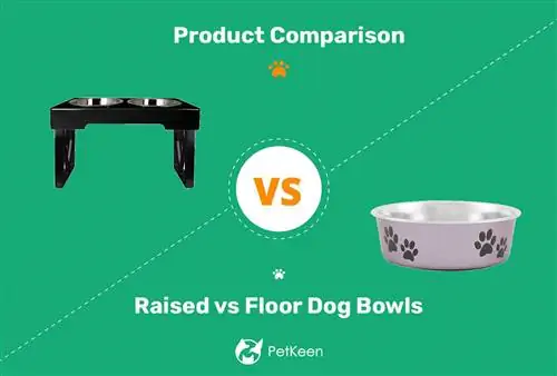 Vyvýšené a podlahové misky pre psov: Kľúčové rozdiely (s obrázkami)