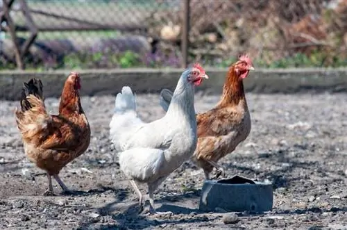 Tavuk Kümesi Zemini İçin En İyi 6 Malzeme