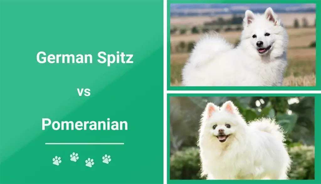 Spitz Jerman vs Pomeranian: Mana yang Harus Saya Pilih? (Dengan Gambar)