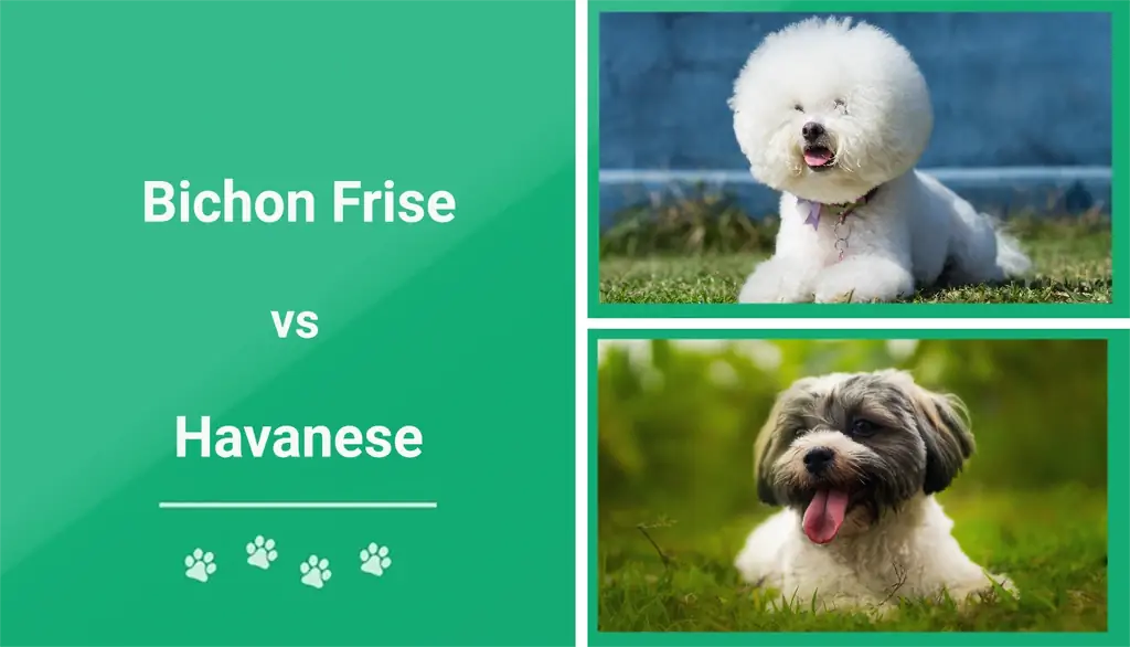 Bichon Frize vs Havanese: کدام یک برای من مناسب است؟ (همراه با عکس)