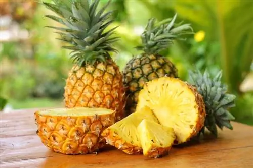 Kan igelkottar äta ananas? Fakta & FAQ