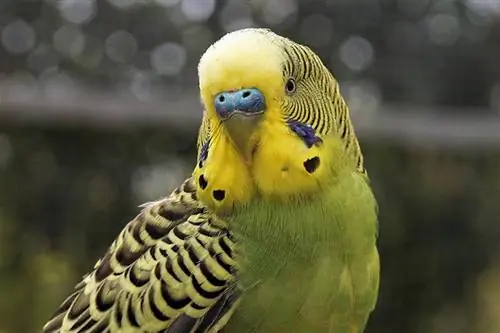 Skąd się biorą papużki faliste? Pochodzenie, historia & Migracje