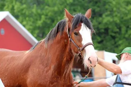 I hvilken alder bør en hest slutte å bli ridd? Veterinær anmeldt guide