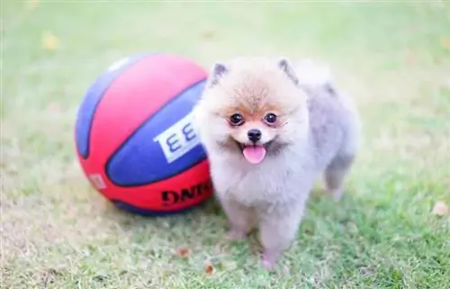 Chó Pomeranian thông minh như thế nào? Đặc điểm giống & Trí thông minh