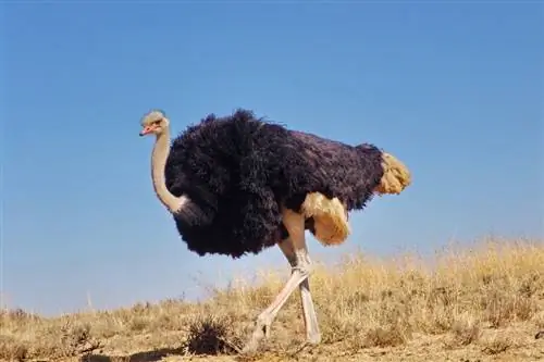 ¿Se puede tener un avestruz como mascota? Guía de Atención, Legalidad y Preguntas Frecuentes