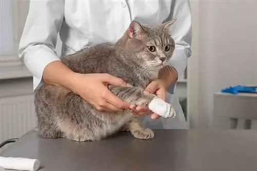 Sådan bandageres en kattepote: 10 dyrlægeanbefalinger