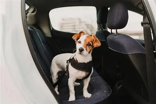 Adakah Anjing Dibenarkan dalam Uber? 2023 Dasar Haiwan Kesayangan & Soalan Lazim