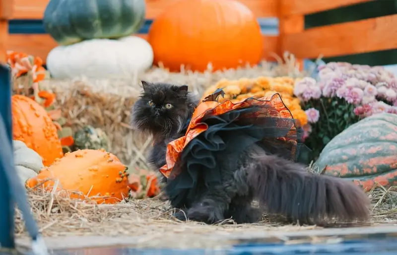 Är svarta katter verkligen i fara under Halloween? den sorgliga sanningen