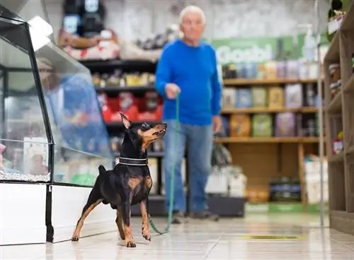האם מותרים כלבים ב-TJ Maxx בשנת 2023? מדיניות חיות מחמד & שאלות נפוצות